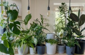 Comment crée un jardin d'intérieur avec des plantes ?
