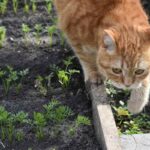 Un chat orange explore le bord d'un jardin où poussent des jeunes pousses