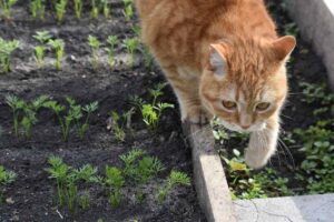 Un chat orange explore le bord d'un jardin où poussent des jeunes pousses
