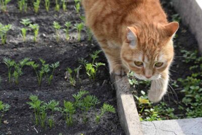 Un chat orange explore le bord d'un jardin où poussent des jeunes pousses