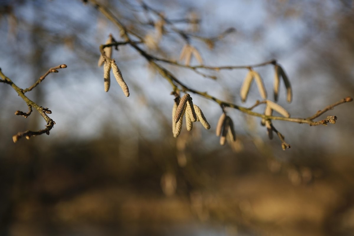 Fabriquer un support de plantes grimpantes en noisetier